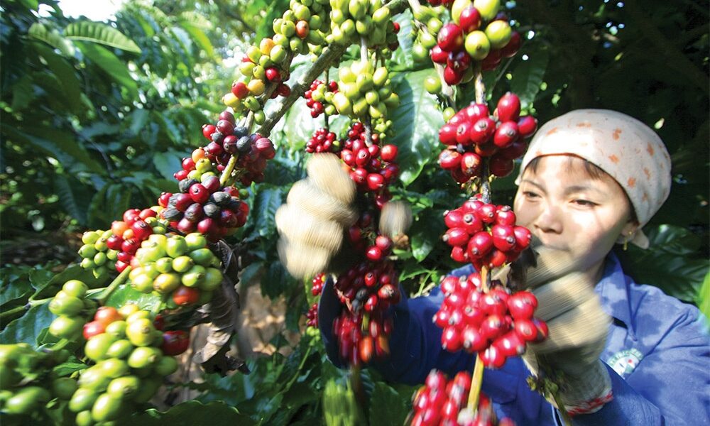 Cross-border e-commerce surge propels coffee exports