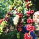 Cross-border e-commerce surge propels coffee exports