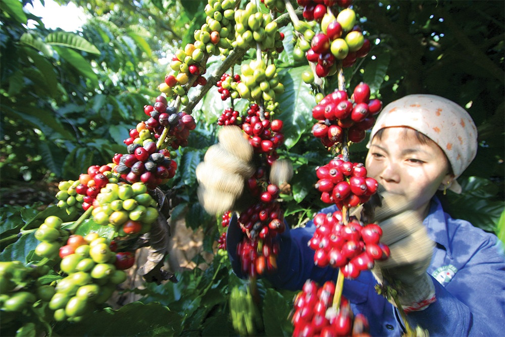 Cross-border e-commerce surge propels coffee exports