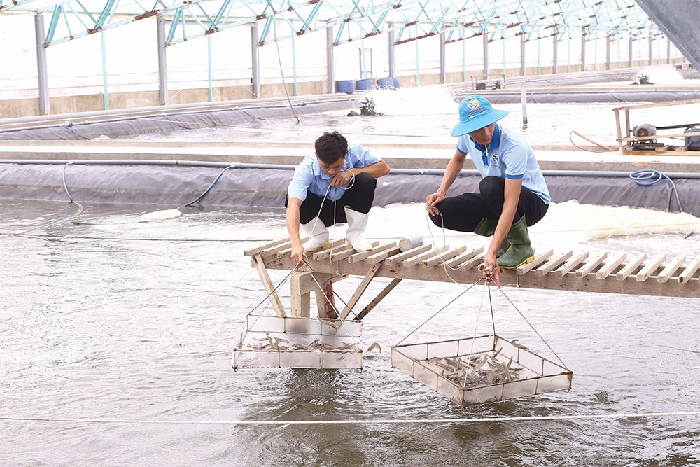 Export of shrimp goes sustainable