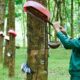 A worker collects rubber latex. Photo courtesy of Vietnam Rubber Group.