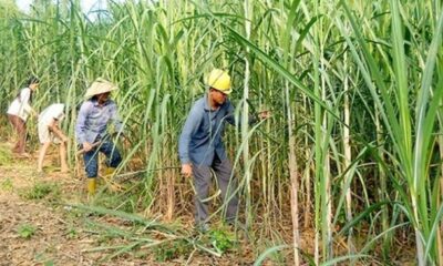 Sugar firms eye sweet season ahead