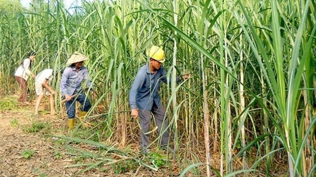 Sugar firms eye sweet season ahead