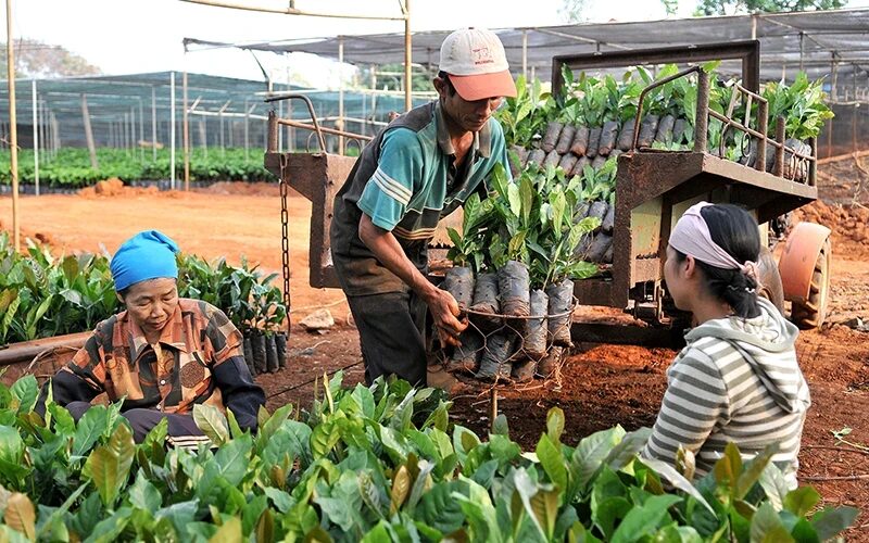 Preparing coffee seedlings for the new crop in Buon Ma Thuot City, Dak Lak. (Photo: ANH SON)