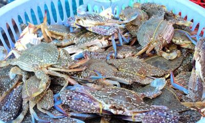 Vietnam earned over $60 million from the crab export